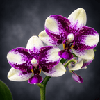 Phalaenopsis Jia Ho Summer Love