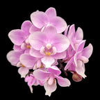 Phalaenopsis Jiaho's Pink Girl '#1' (schilleriana x Zuma's Pixie)