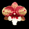Phalaenopsis Jincheng Chin Su Me