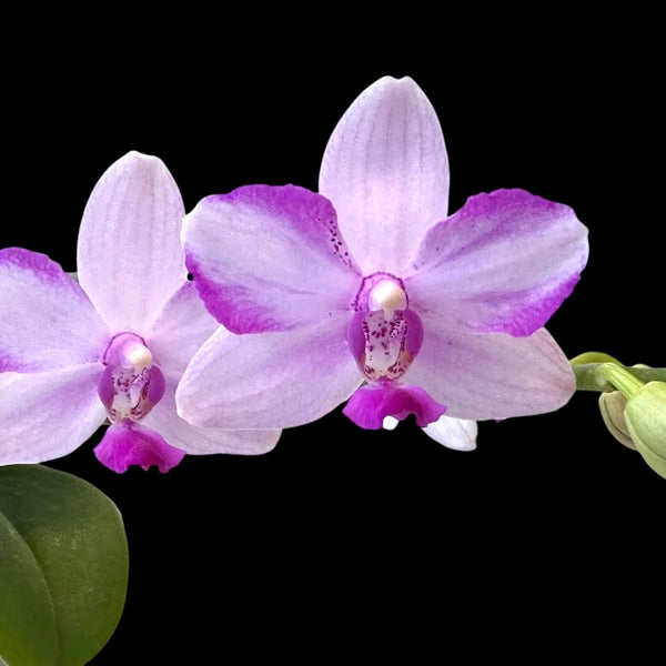 Phalaenopsis Jiuhbao Purple Crystal