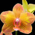 Phalaenopsis Jiuhbao Queen Diamond