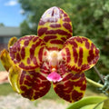 Phalaenopsis Jong's Gigan Cherry 'Prince'