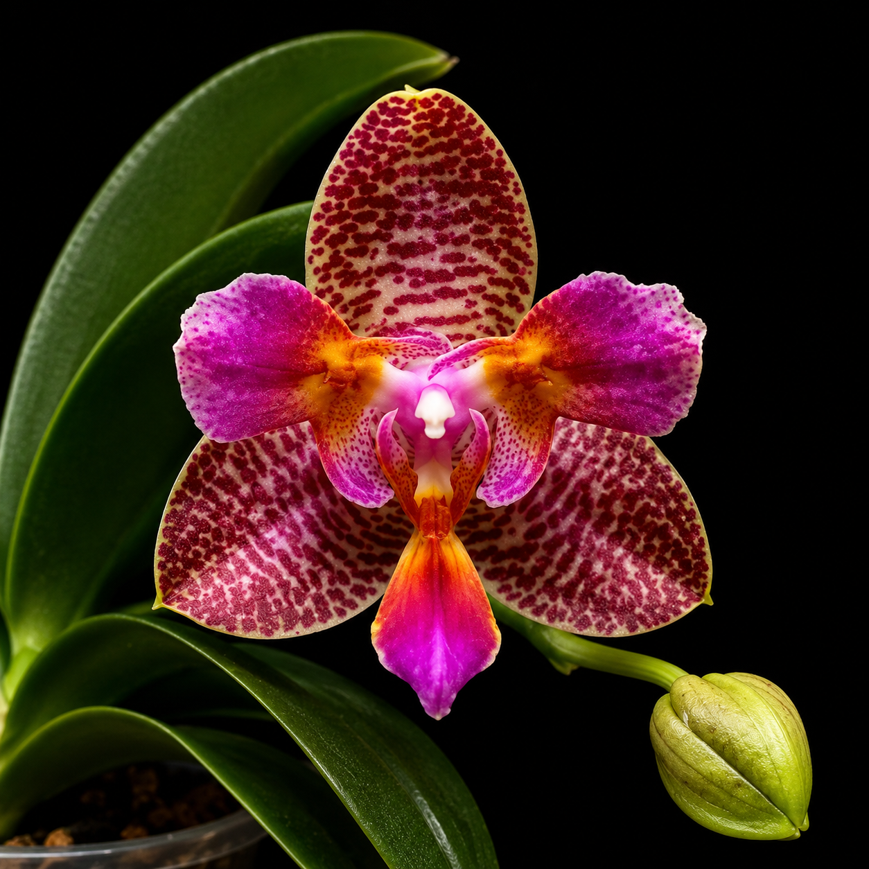 Phalaenopsis Joy Fairy Tale