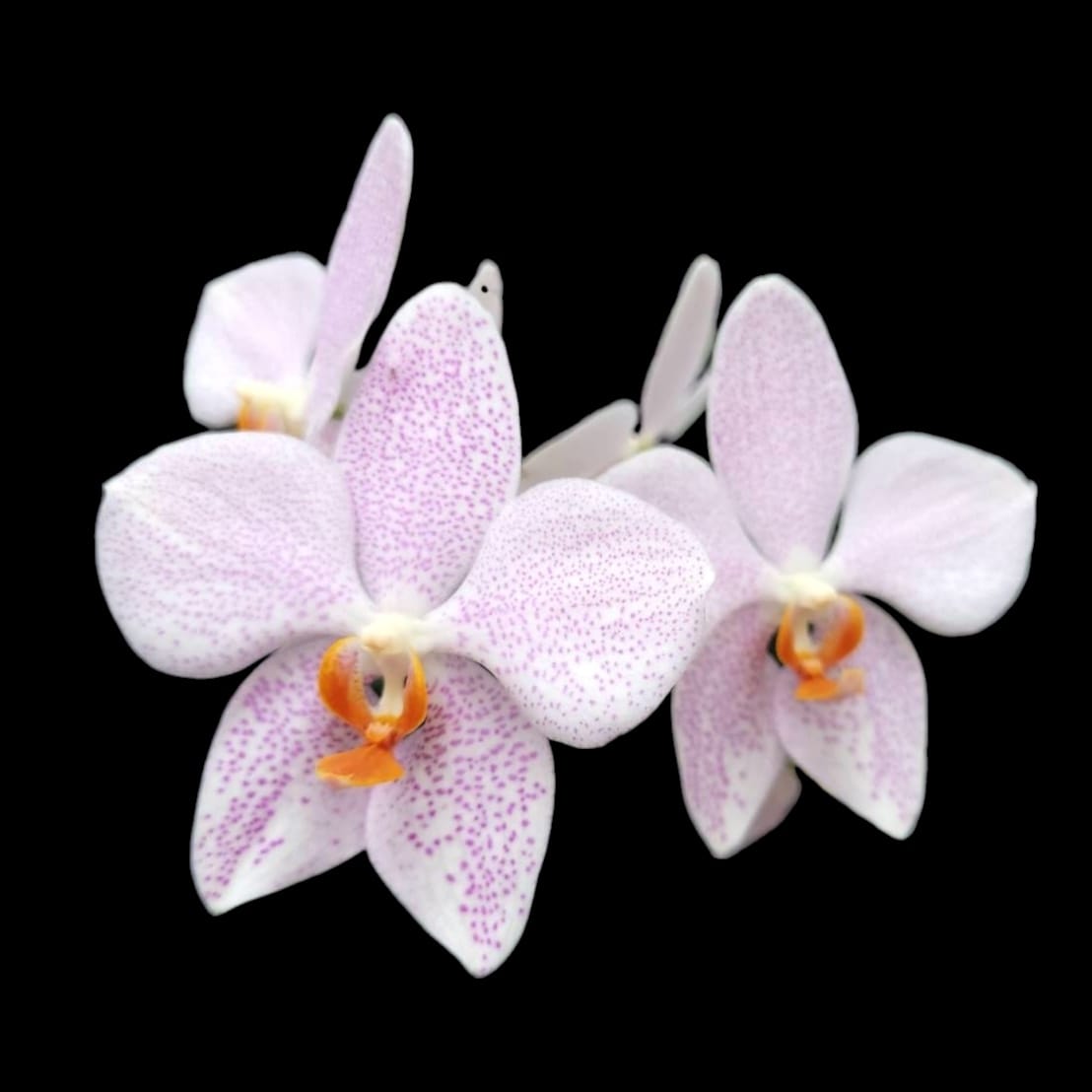 Phalaenopsis Jumbo Apo (gigantea x aphrodite)