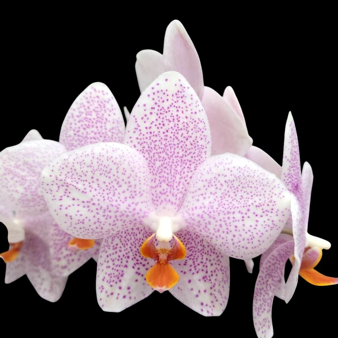 Phalaenopsis Jumbo Apo (gigantea x aphrodite)