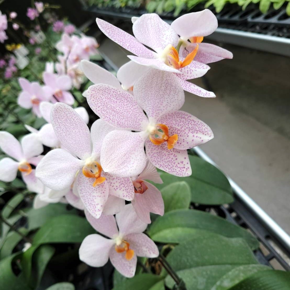 Phalaenopsis Jumbo Apo (gigantea x aphrodite)