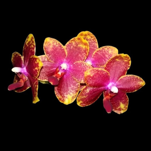 Phalaenopsis Jungo Candy