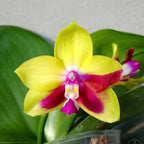 Phalaenopsis KS Happy Eagle (peloric)