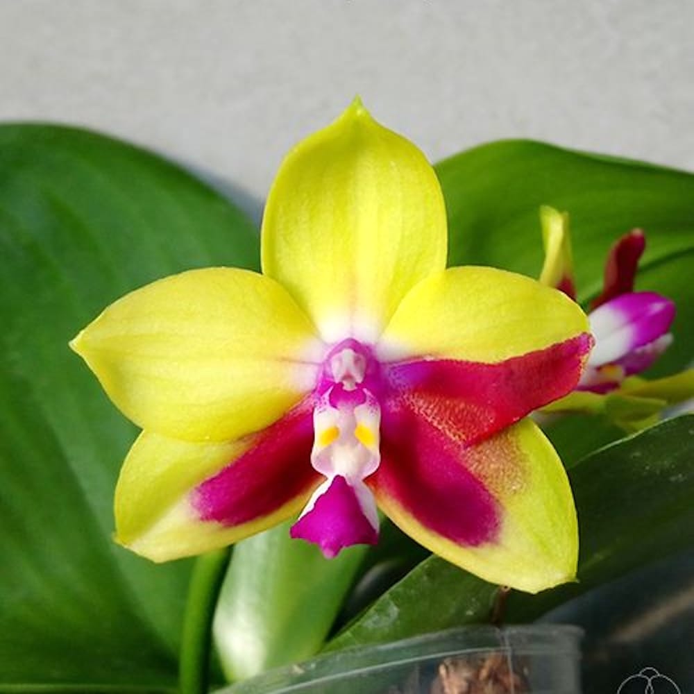 Phalaenopsis KS Happy Eagle (peloric)