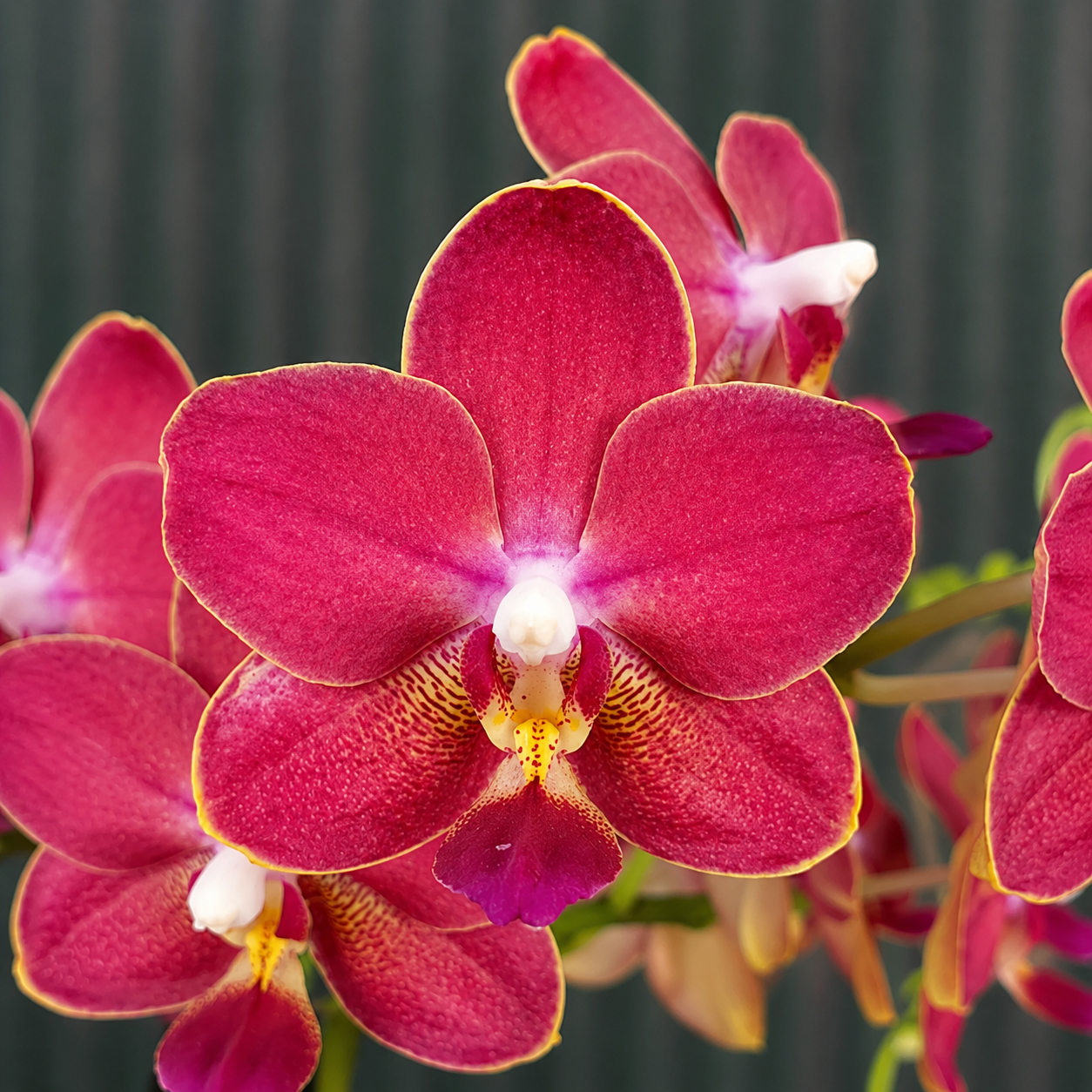Phalaenopsis KS Balm