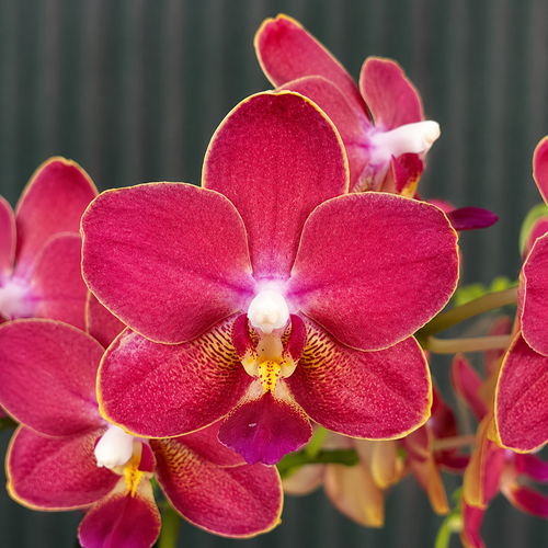 Phalaenopsis KS Balm