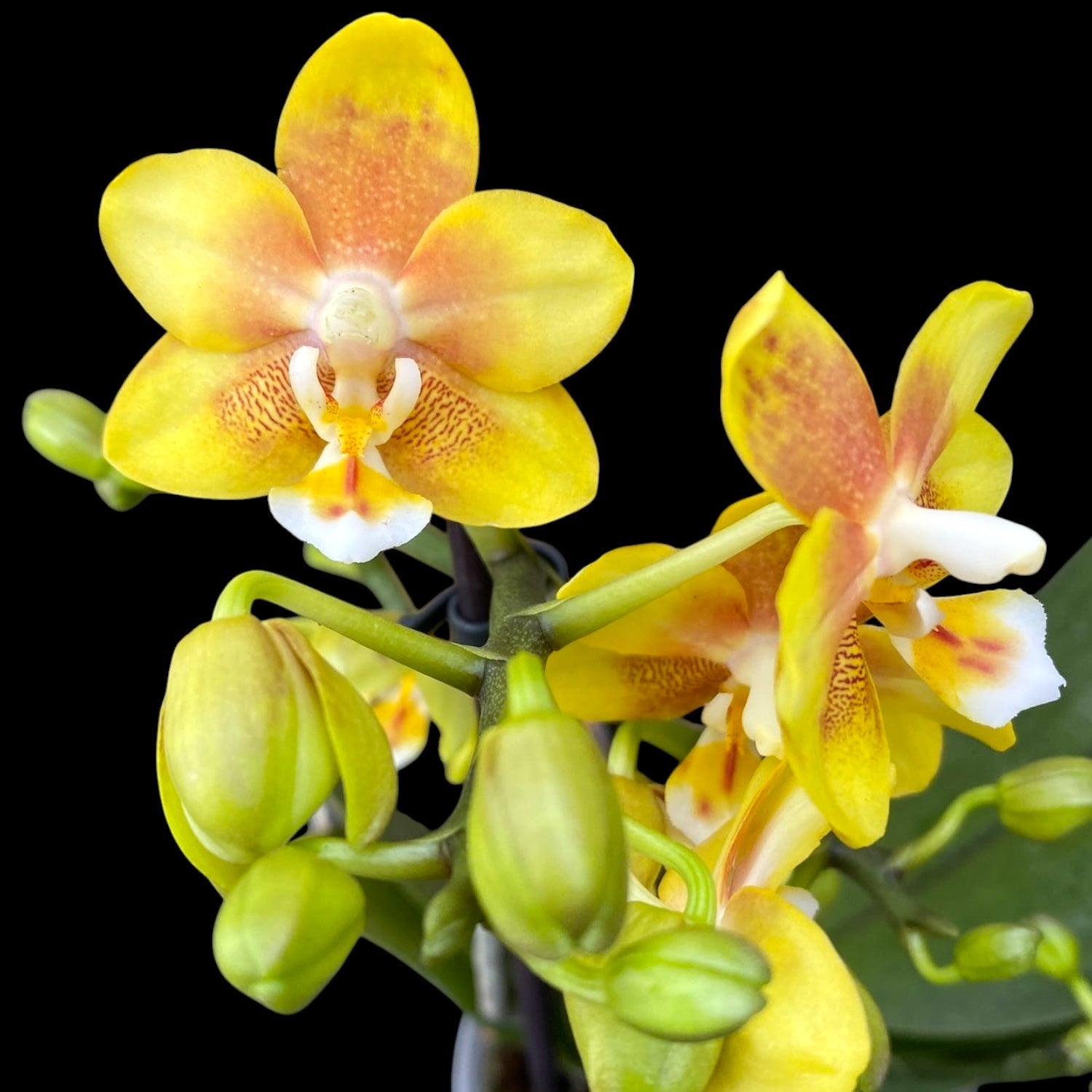Phalaenopsis KS Balm 'Yellow Chocolate' *fragrant – Secret Garden