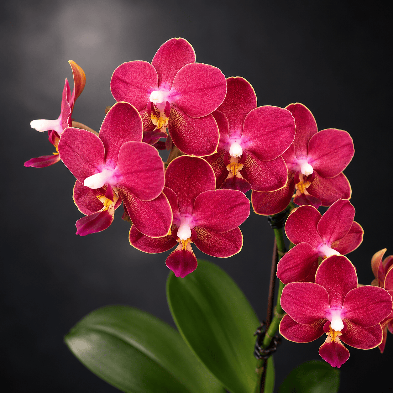 Phalaenopsis KS Balm