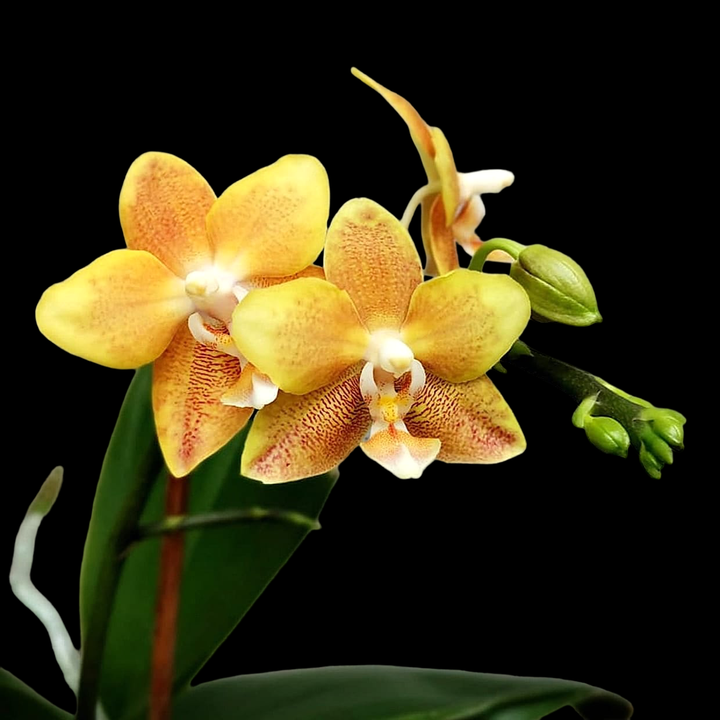 Phalaenopsis KS Fragrance