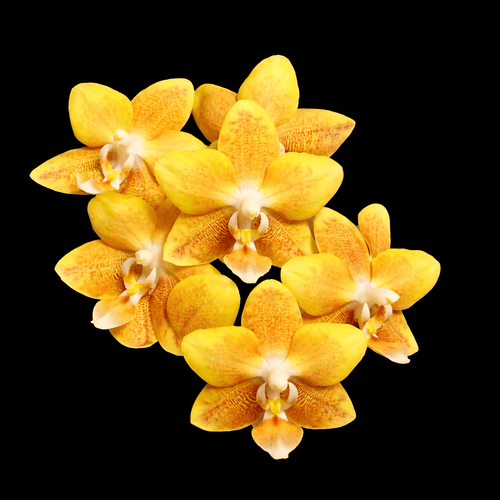 Phalaenopsis KS Fragrance (silver leaves)