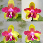 Phalaenopsis KS Happy Eagle (peloric)