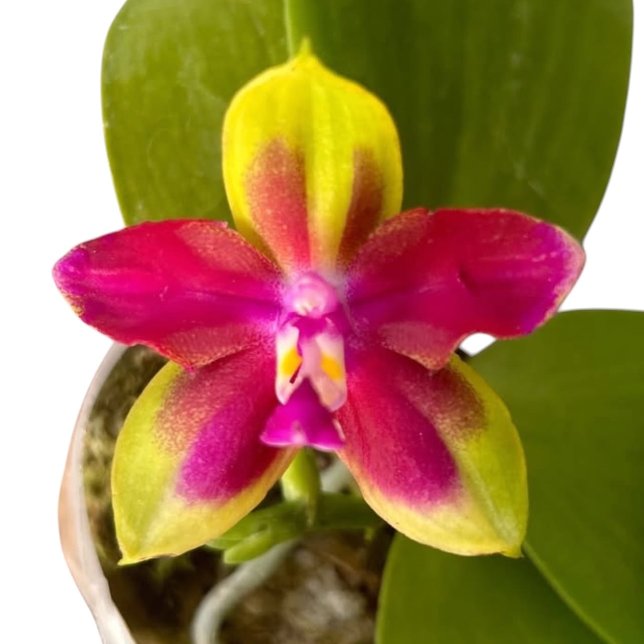 Phalaenopsis KS Happy Eagle (peloric)