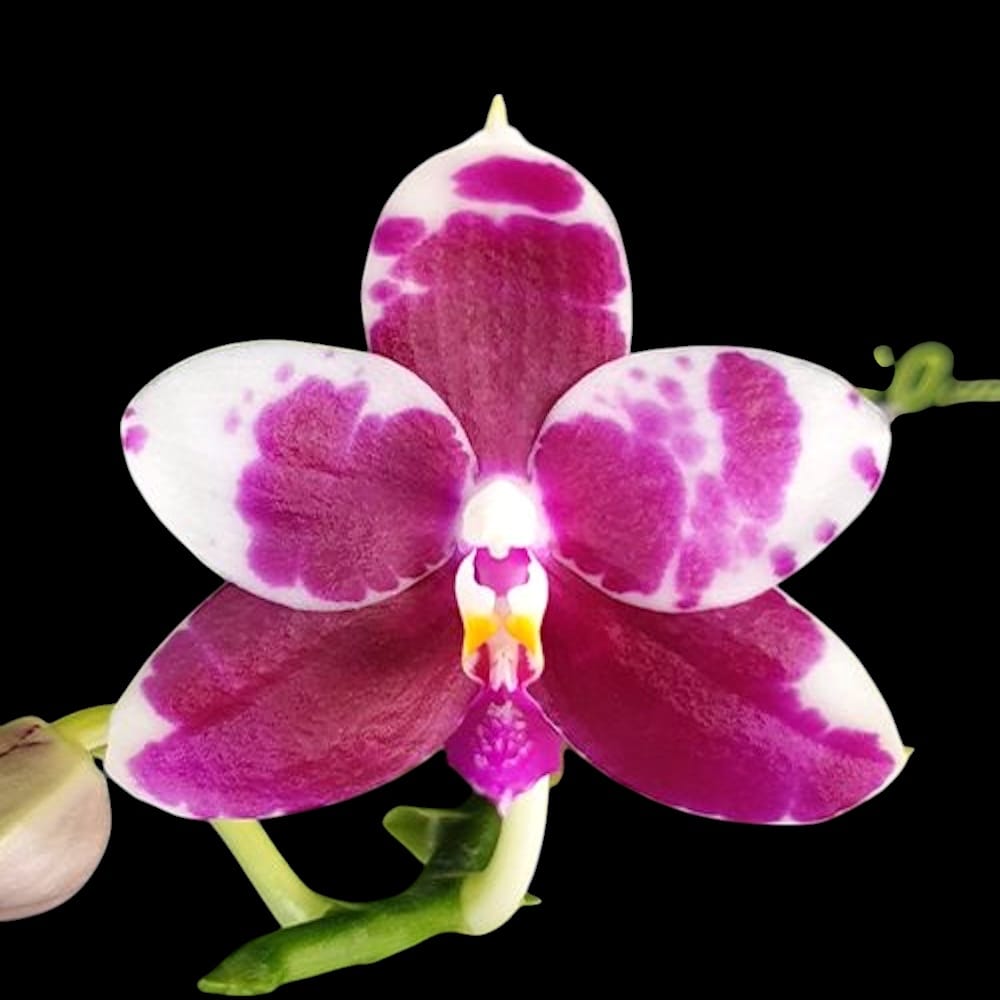 Phalaenopsis KS Redland Spots