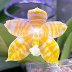 Phalaenopsis KS Super Zebra 'Golden Zebra'