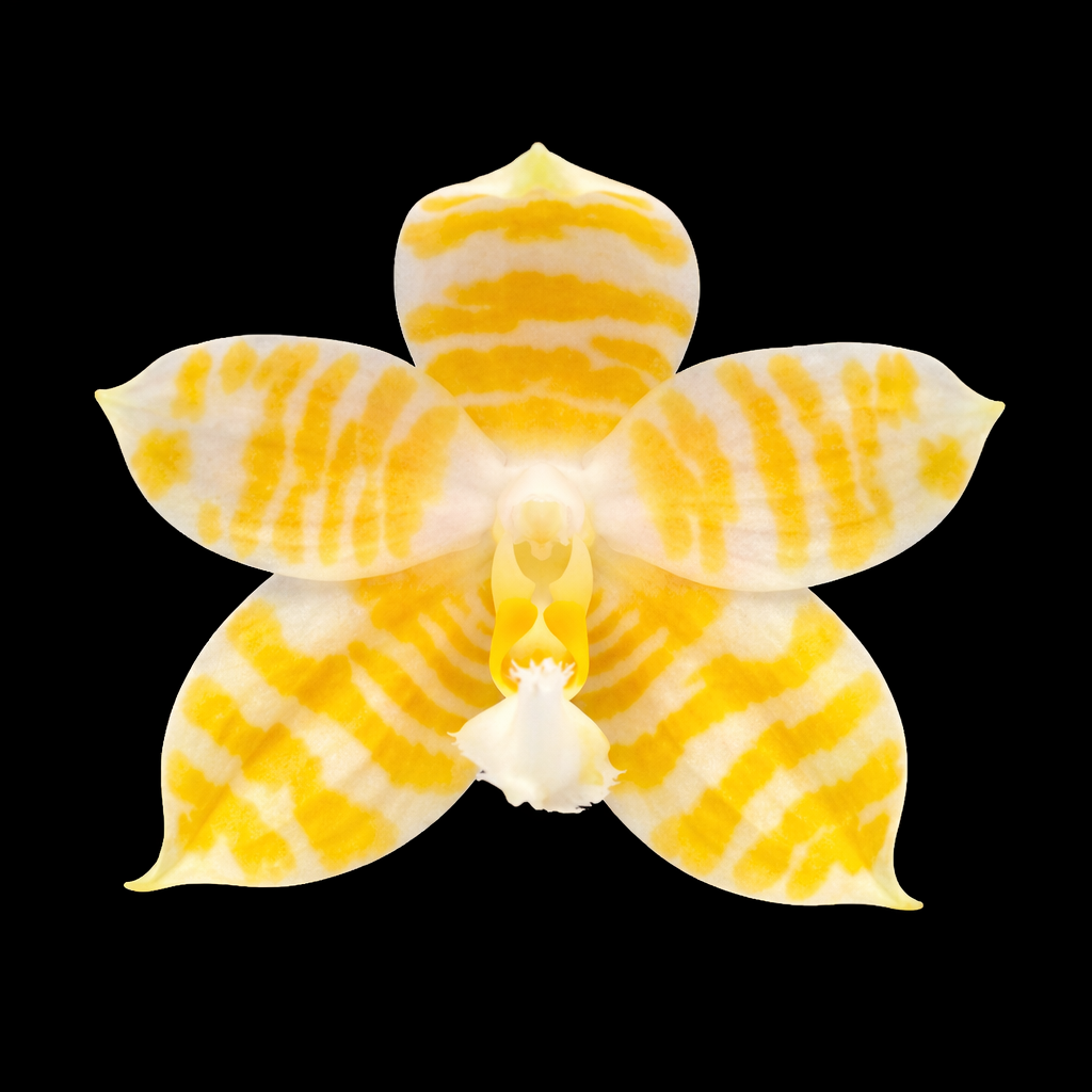 Phalaenopsis KS Super Zebra 'Golden Zebra 3.0'