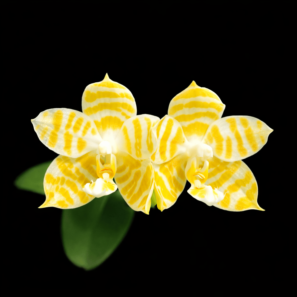 Phalaenopsis KS Super Zebra 'Golden Zebra 3.0'