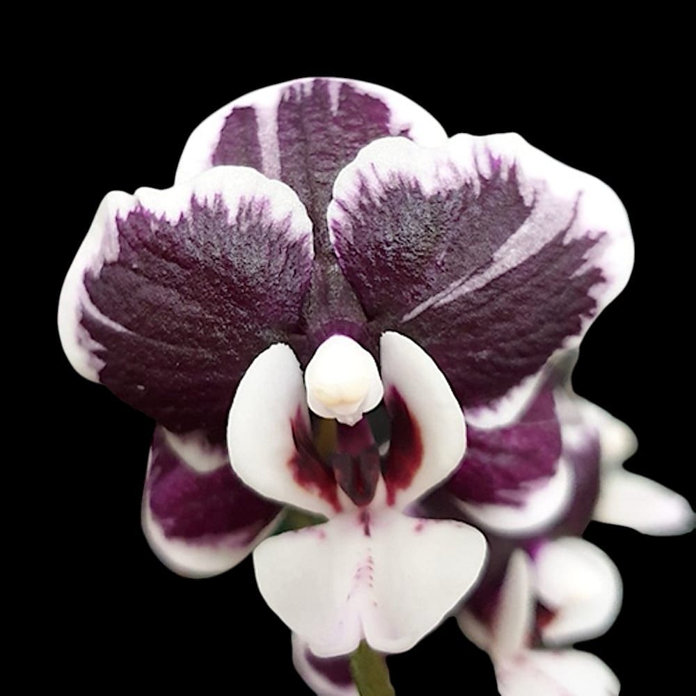 Phalaenopsis Kaoda Twinkle '362