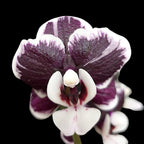 Phalaenopsis Kaoda Twinkle '362