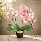 Phalaenopsis King Car Beauty - big lip
