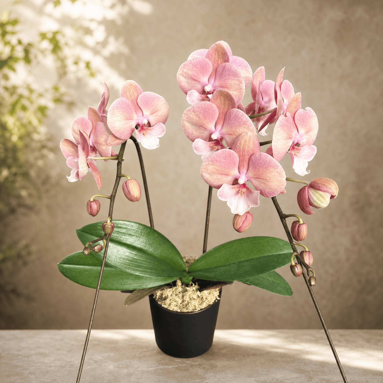 Phalaenopsis King Car Beauty - big lip
