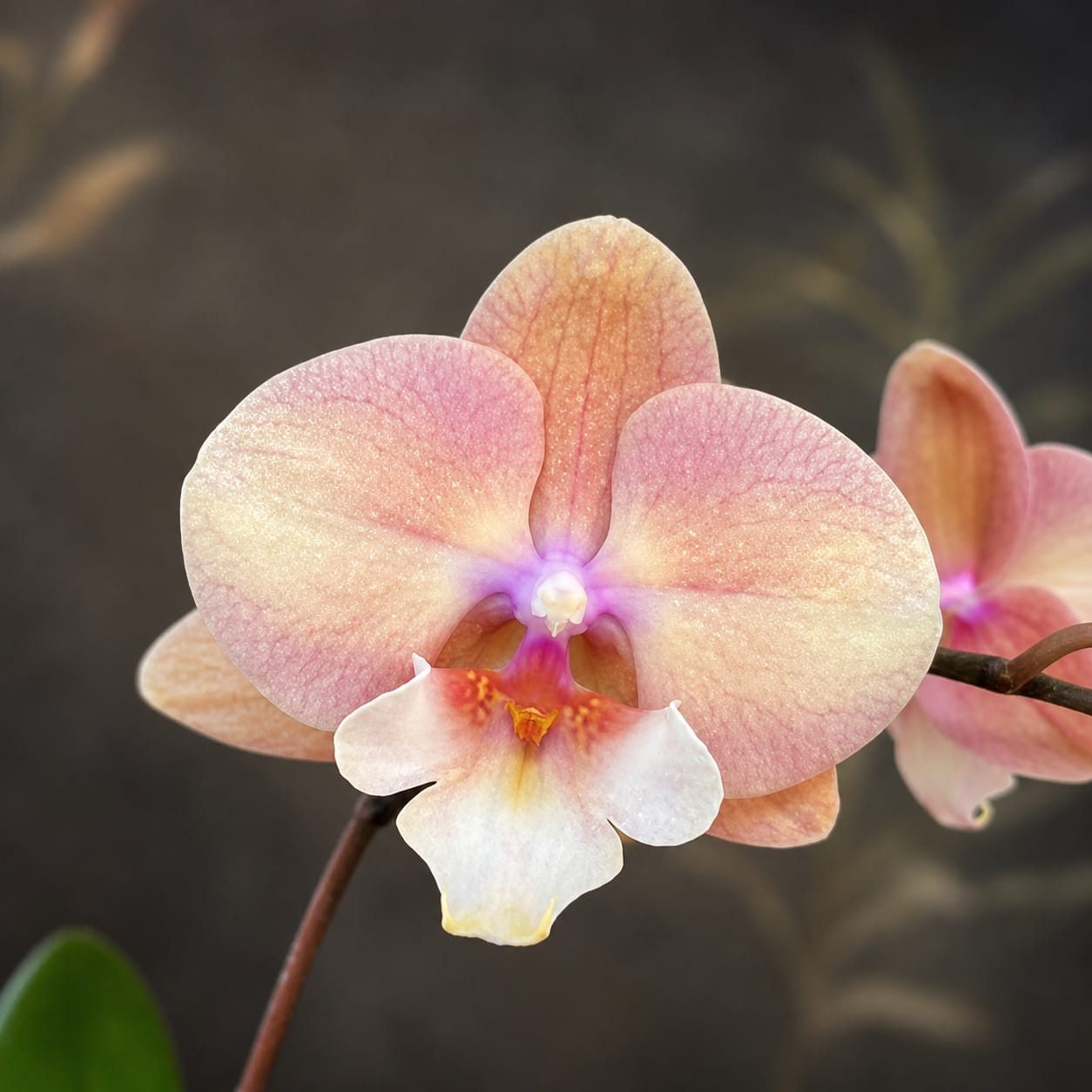 Phalaenopsis King Car Beauty - big lip