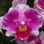 Phalaenopsis King Car Beauty Girl