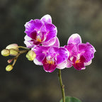 Phalaenopsis King Car Beauty Girl