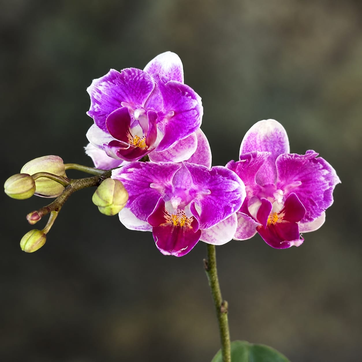 Phalaenopsis King Car Beauty Girl