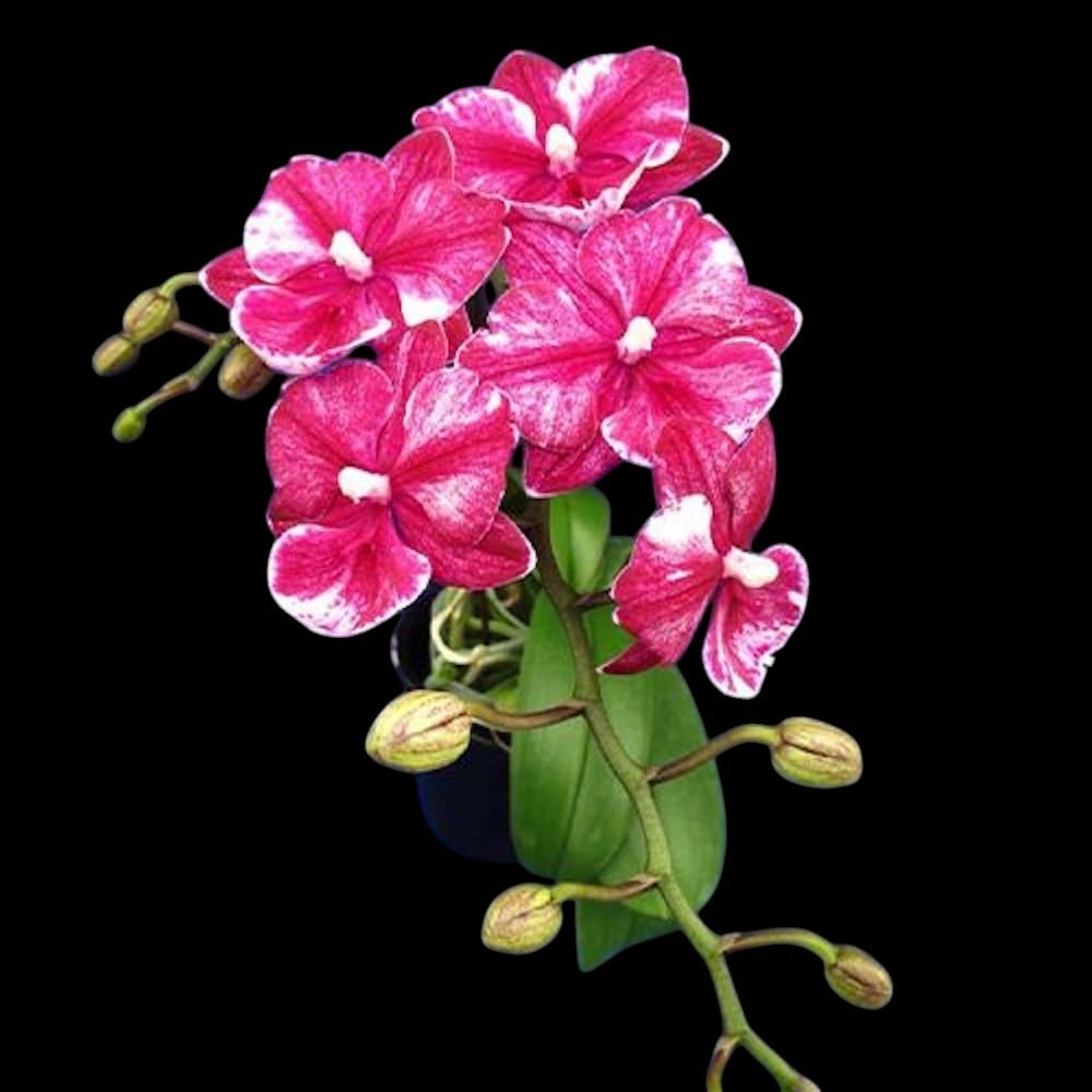 Phalaenopsis King Car Chimpanzee (Big Lip)