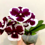 Phalaenopsis King Car Clown (Big Lip)
