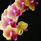 Phalaenopsis King Car French Kiss