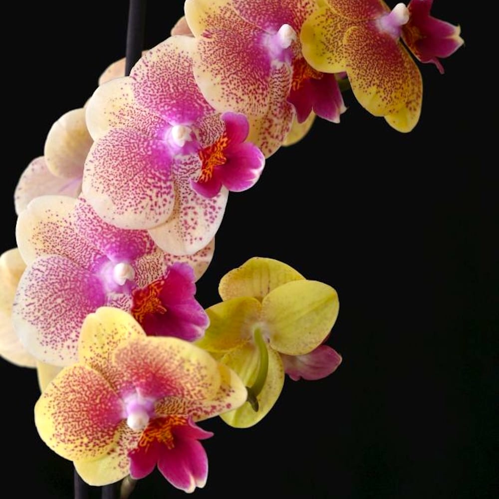 Phalaenopsis King Car French Kiss