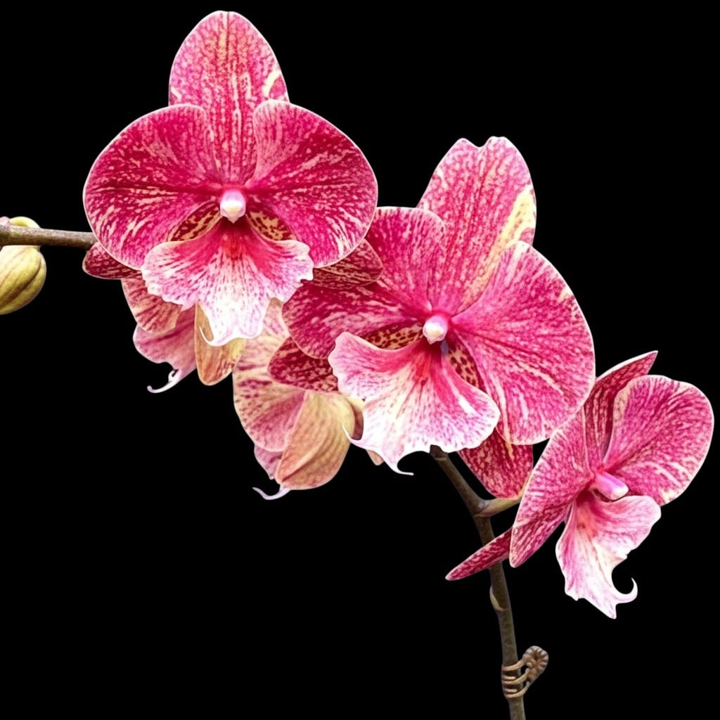 Phalaenopsis King Car Marble '80769' (Big Lip) – Secret Garden