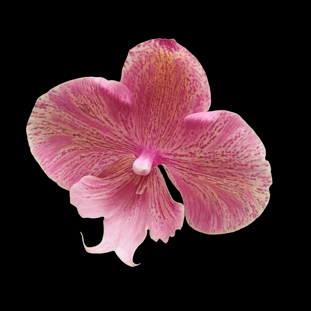 Phalaenopsis King Car Marble '80769' (Big Lip)