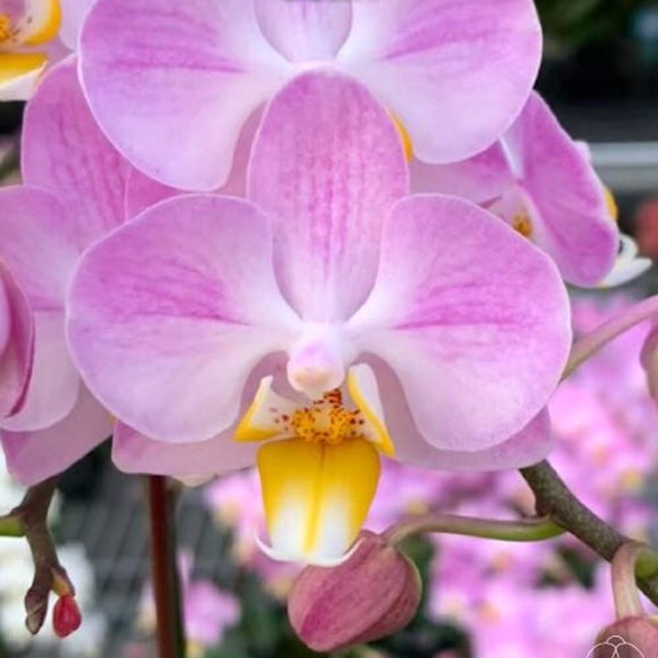 Phalaenopsis Kyoto Beauty