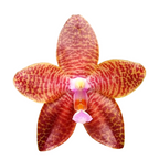 Phalaenopsis LD Giga King '801'