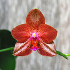 Phalaenopsis LD Sun Dragon