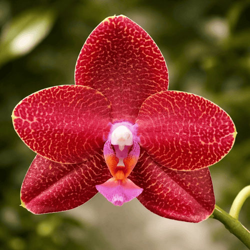 Phalaenopsis LD Sun Dragon