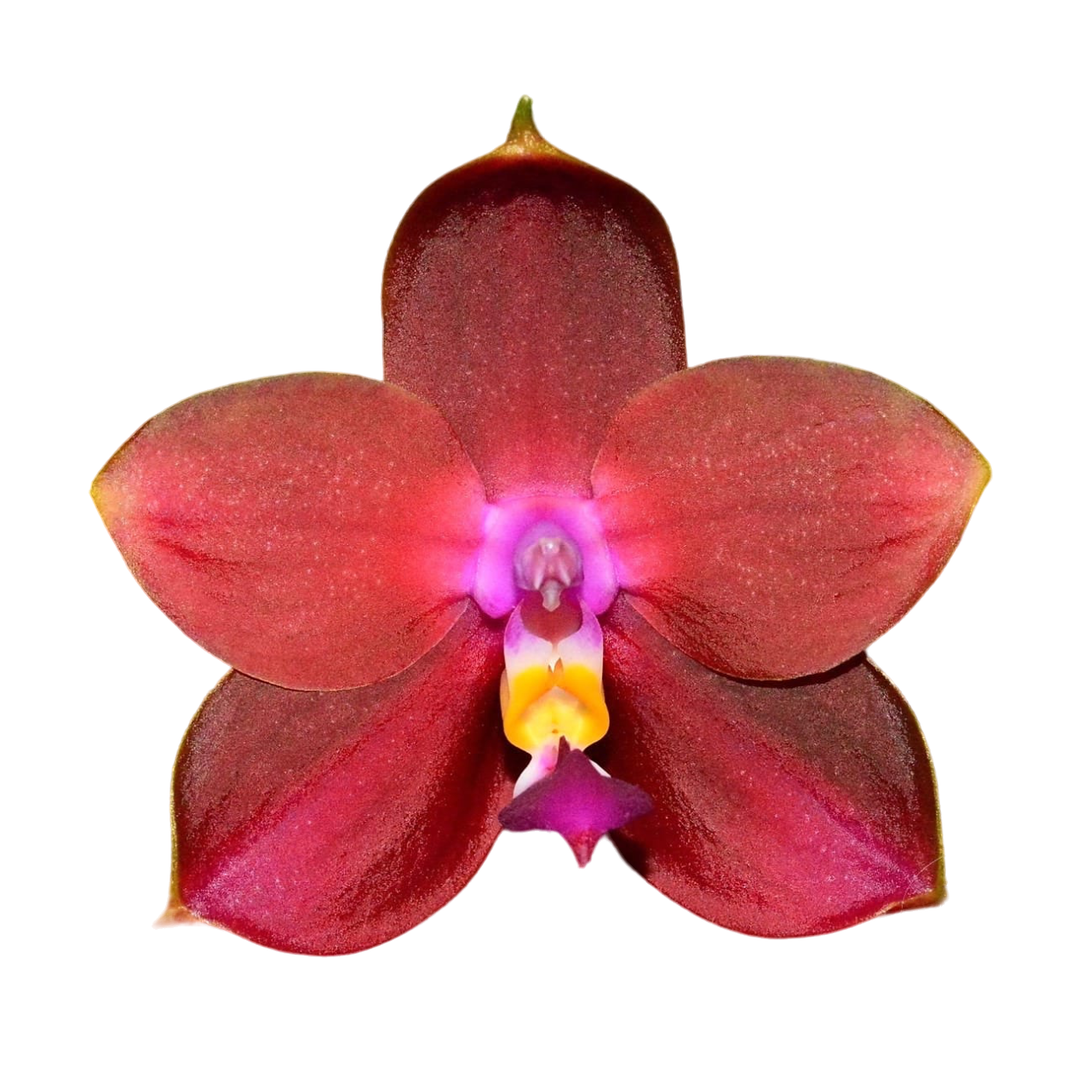 Phalaenopsis LD's Bear King