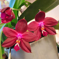 Phalaenopsis LD's Bear King 'RK-4'
