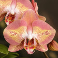 Phalaenopsis Leco Fantastic '3328'