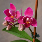 Phalaenopsis Lianher Happy Star (peloric)