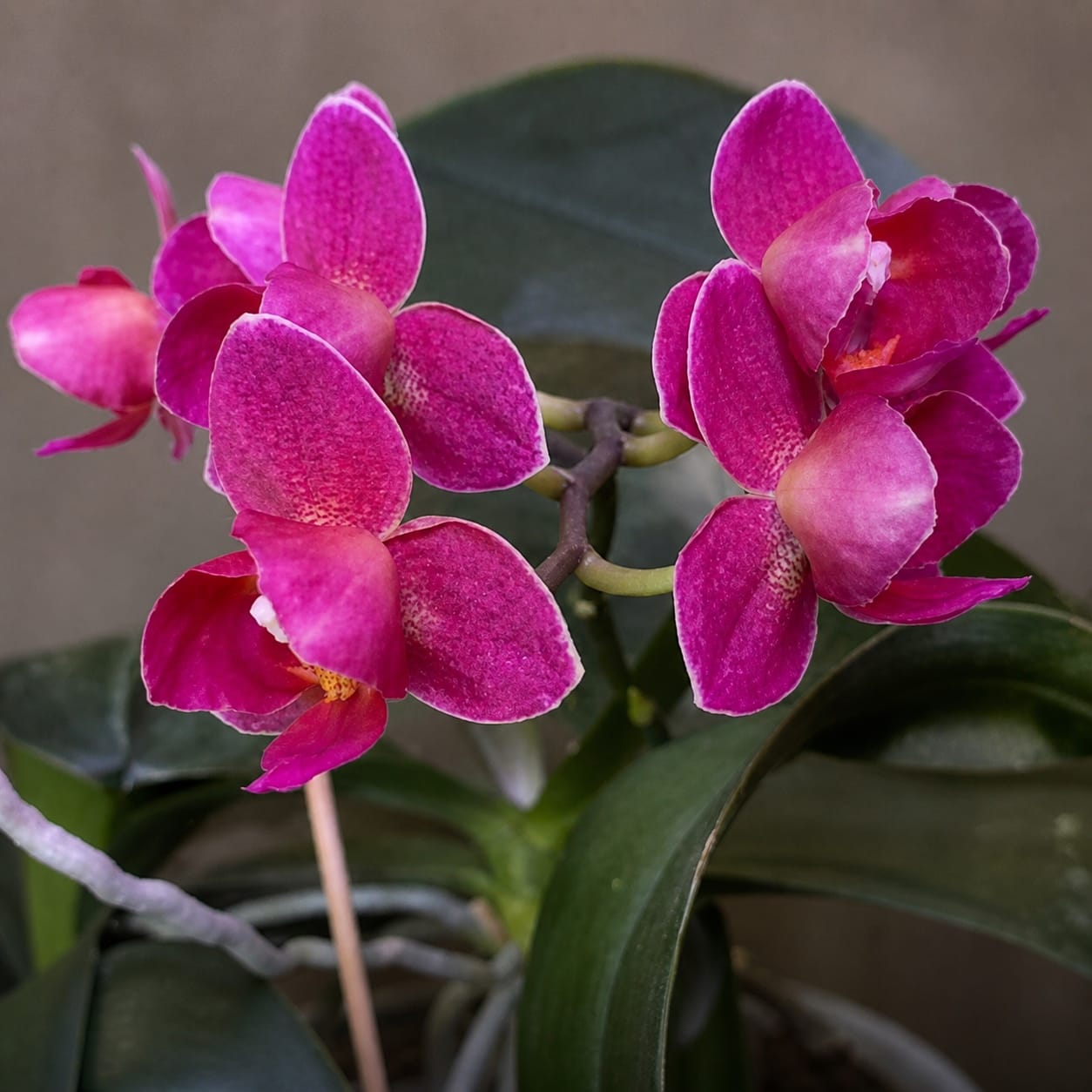 Phalaenopsis Lianher Happy Star (peloric)