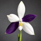 Phalaenopsis Lioulin Blue Jenny