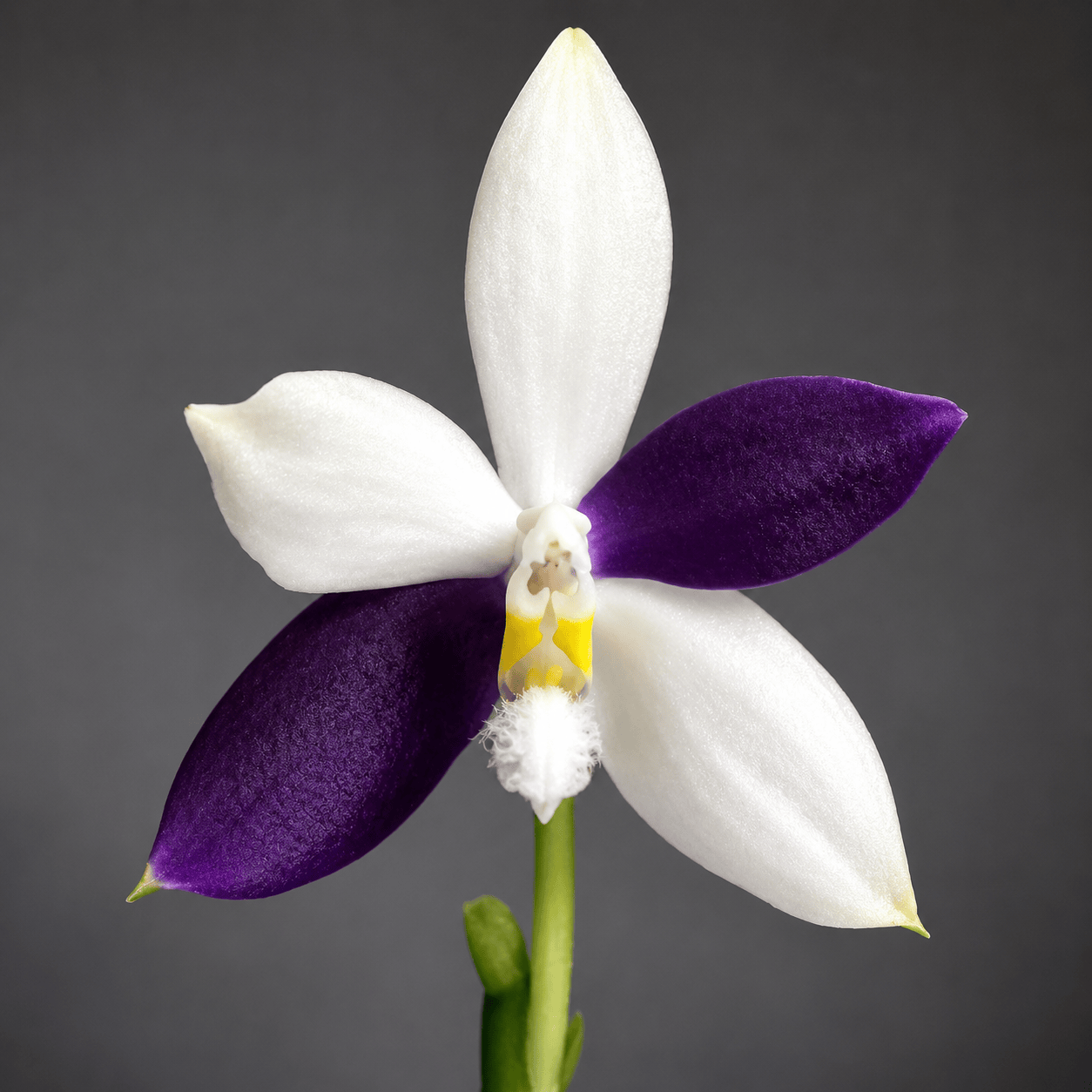 Phalaenopsis Lioulin Blue Jenny
